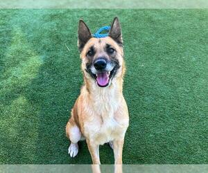 Mutt Dogs for adoption in Orange, CA, USA
