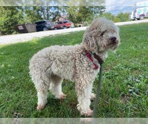 Poodle (Standard) Dogs for adoption in Hillsdale, IN, USA