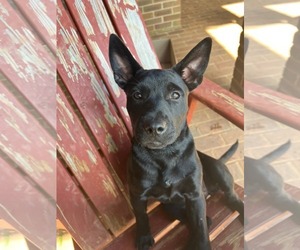 Chinese Shar-Pei-Labrador Retriever Mix Dogs for adoption in Holly Springs, NC, USA