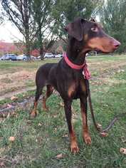 Doberman Pinscher Dogs for adoption in CORNING, NY, USA