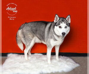 Huskies -Unknown Mix Dogs for adoption in Salt Lake City, UT, USA