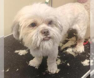 Shih Apso Dogs for adoption in Columbus, IN, USA