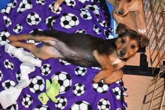 Medium Photo #1 German Shepherd Dog-Unknown Mix Puppy For Sale in Centreville, VA, USA