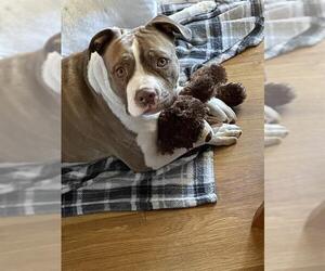 American Staffordshire Terrier-Unknown Mix Dogs for adoption in San Antonio, TX, USA