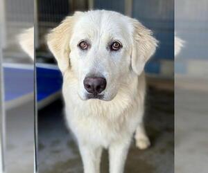 Great Pyrenees Dogs for adoption in Camarillo, CA, USA