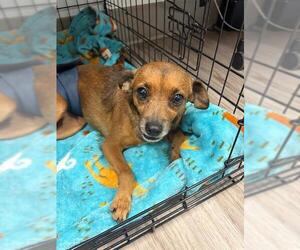 Chihuahua Dogs for adoption in Baytown, TX, USA