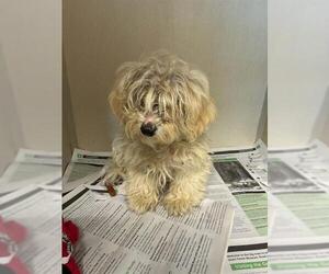 Shih Tzu-Unknown Mix Dogs for adoption in Visalia, CA, USA