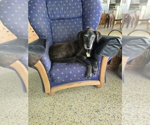 Labrador Retriever-Unknown Mix Dogs for adoption in Miami, FL, USA