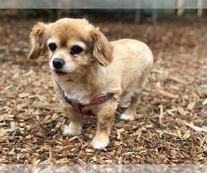 Cavapom Dogs for adoption in Fremont, CA, USA