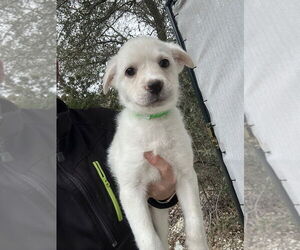 Medium Photo #6 Great Pyrenees-Unknown Mix Puppy For Sale in Oak Bluffs, MA, USA