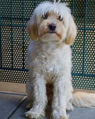 Havanese Dogs for adoption in Oakley, CA, USA