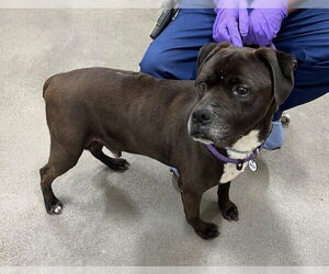 Labrador Retriever Dogs for adoption in Forestville, MD, USA