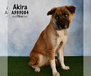 Anatolian Shepherd Dogs for adoption in Conroe, TX, USA