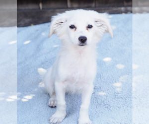 Cav-A-Malt Dogs for adoption in Palo Alto, CA, USA