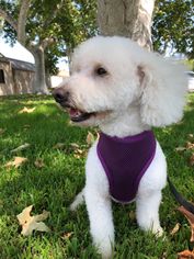 Poodle (Miniature) Dogs for adoption in La Verne , CA, USA