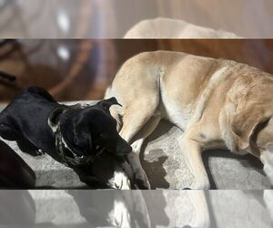 Jack Russell Terrier-Unknown Mix Dogs for adoption in Maryville, TN, USA