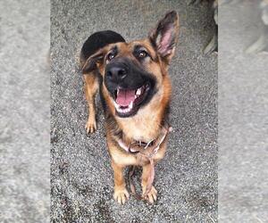 German Shepherd Dog Dogs for adoption in Woodland, CA, USA
