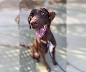 Labrador Retriever Dogs for adoption in Fort Walton Beach, FL, USA