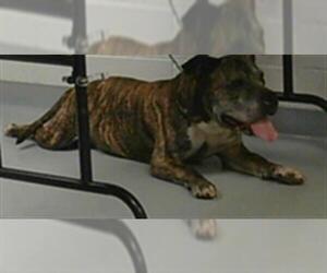 American Pit Bull Terrier Dogs for adoption in St. Cloud, FL, USA