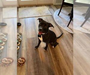 Labrador Retriever-Unknown Mix Dogs for adoption in Victoria, TX, USA