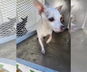 Chihuahua Dogs for adoption in Bakersfield, CA, USA