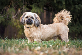 Shih Tzu Dogs for adoption in boulder, CO, USA