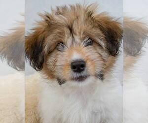 Shih Tzu-Unknown Mix Dogs for adoption in Kennesaw, GA, USA