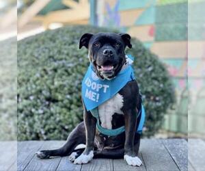 Bulldog Dogs for adoption in Pacific Grove, CA, USA