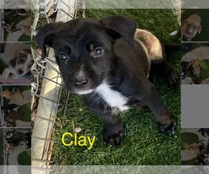 Border Collie-Unknown Mix Dogs for adoption in Turlock, CA, USA