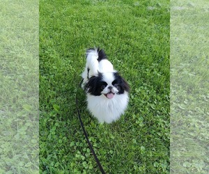 Japanese Chin Dogs for adoption in St. Louis Park, MN, USA