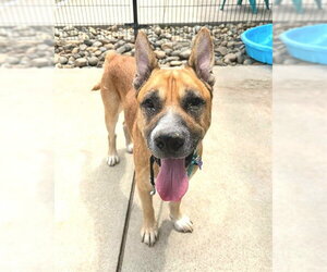 German Shepherd Dog-Unknown Mix Dogs for adoption in Sacramento, CA, USA