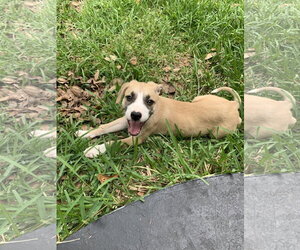 Labrador Retriever-Unknown Mix Dogs for adoption in The Woodlands, TX, USA