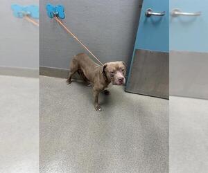 Mutt Dogs for adoption in Las Vegas, NV, USA