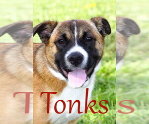 Medium Photo #2 Mutt Puppy For Sale in Evansville, IN, USA