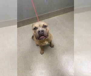 Mutt Dogs for adoption in Las Vegas, NV, USA