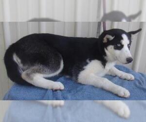 Siberian Husky Dogs for adoption in Mountain View, MO, USA