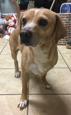 Beagle-Unknown Mix Dogs for adoption in Staley, NC, USA