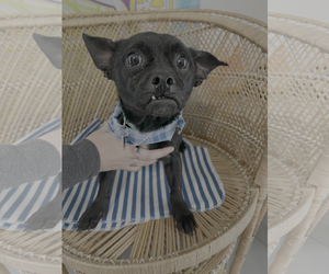 Chihuahua-Unknown Mix Dogs for adoption in Bellevue, WA, USA