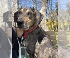 Bluetick Coonhound Dogs for adoption in Calverton, NY, USA