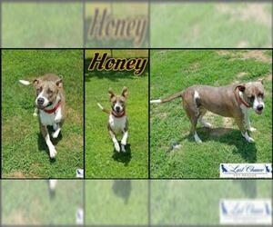 American Pit Bull Terrier-Unknown Mix Dogs for adoption in White Bluff, TN, USA