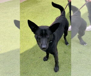 German Shepherd Dog Dogs for adoption in Modesto, CA, USA