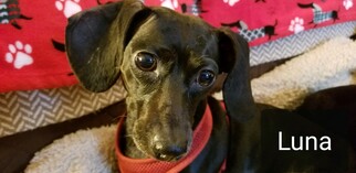 Dachshund Dogs for adoption in Garner, NC, USA