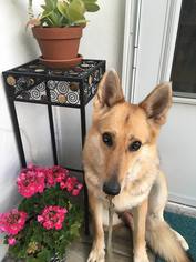 Medium Photo #1 German Shepherd Dog Puppy For Sale in Kansas City, MO, USA