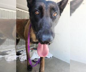 Mutt Dogs for adoption in Bakersfield, CA, USA