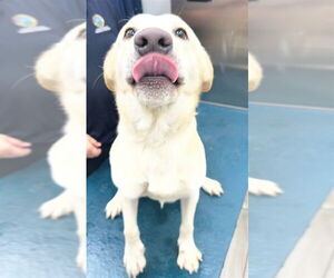 Labrador Retriever-Unknown Mix Dogs for adoption in Mobile, AL, USA