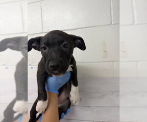 Mutt Dogs for adoption in San Bernardino, CA, USA