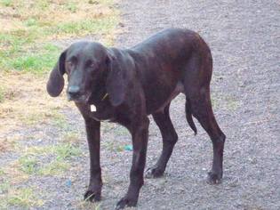 Small Plott Hound