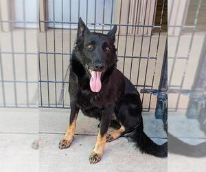German Shepherd Dog Dogs for adoption in Sacramento, CA, USA