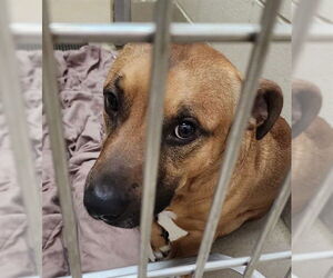 Basset Hound-Unknown Mix Dogs for adoption in Decatur, IL, USA