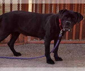 Mutt Dogs for adoption in Las Vegas, NV, USA
